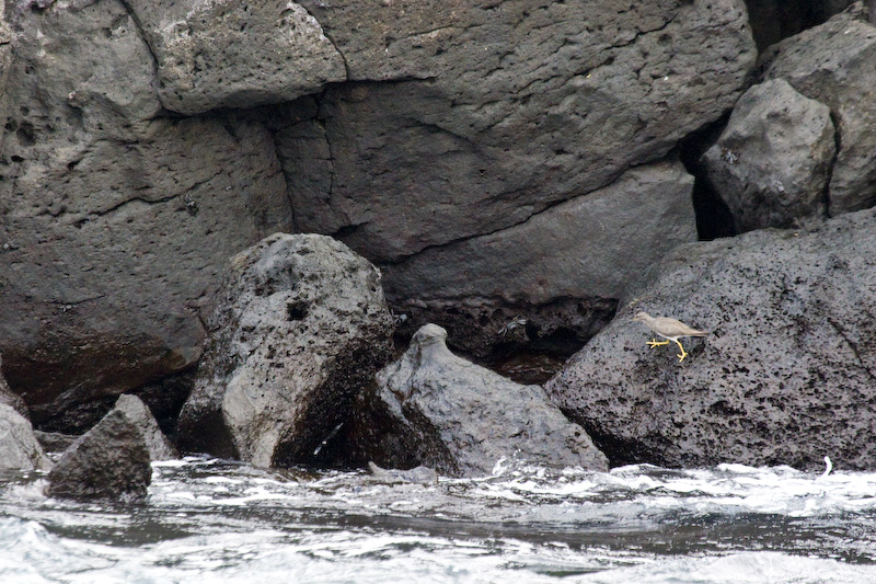 Wandering tattler On Rocks